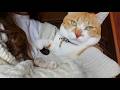 猫がスキすぎて仕事へ行くのダルい