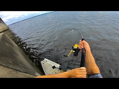 CATCHING MULTIPLE GIANTS NEXT TO BRIDGE STRUCTURE!