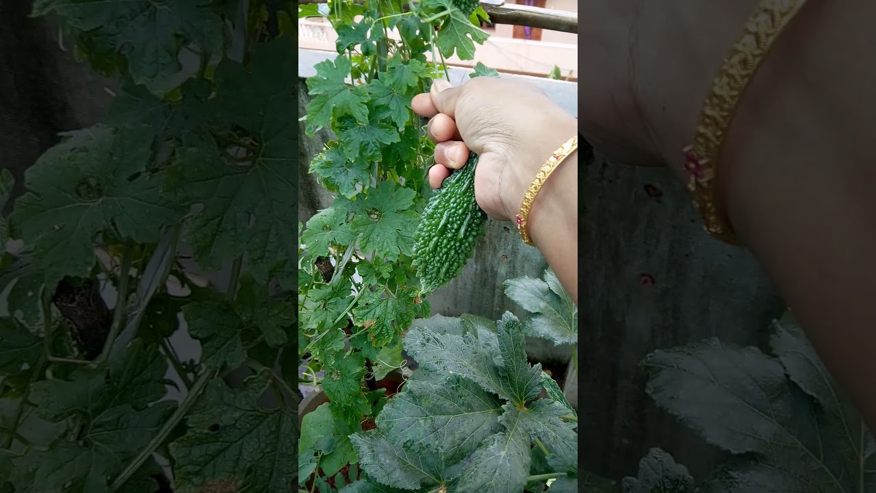 Bitter gourd harvest YouTube