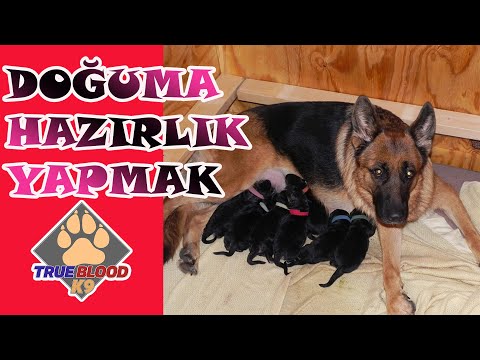 Video: Hamile Bir Köpeğe Hangi Vitaminler Verilir