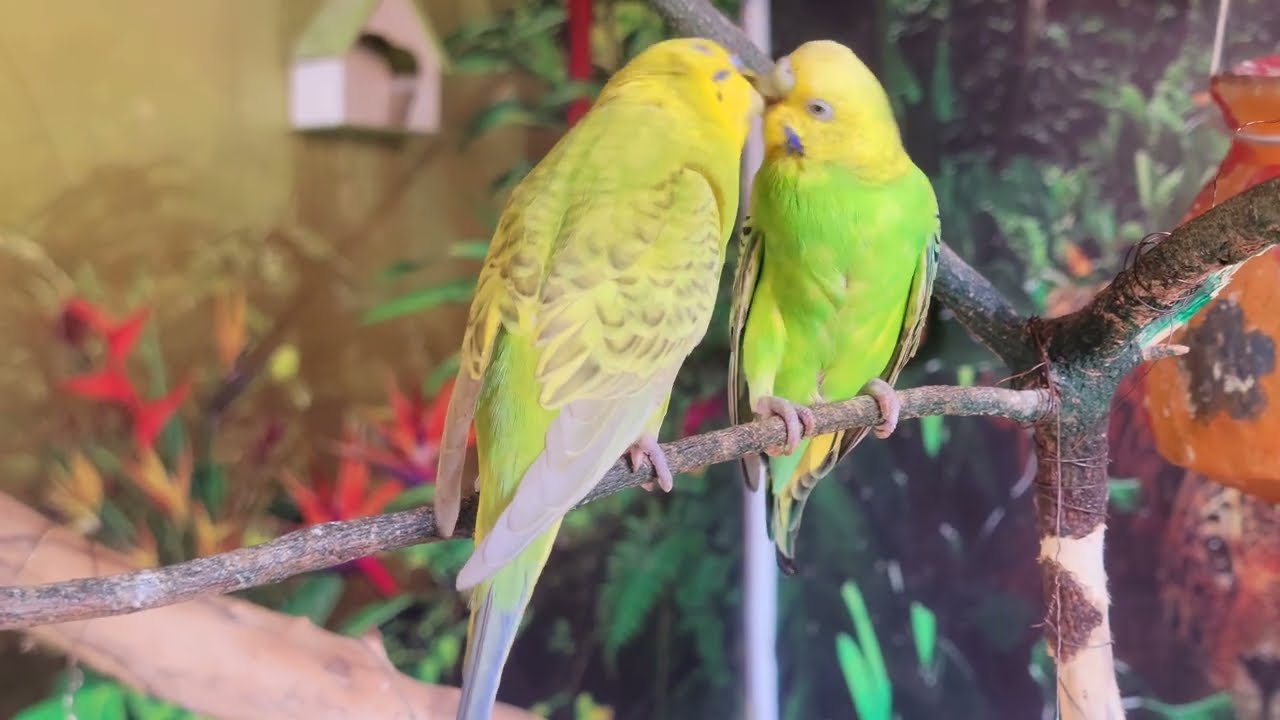 Daily Routine of My Chirping Budgies 🐦✨