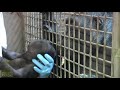 It's a Gorilla! Baby Gorilla Surrogate Training