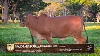 LOTE   49