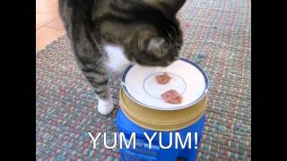 How to feed your cat raw food - starring cosmellow the