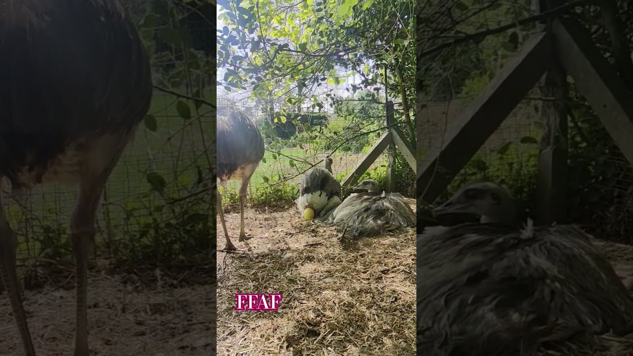 Nandoe lays an egg #bigbirdslovers #freerangechickens #nandoes #birds #wildlife #farmlife #nandu