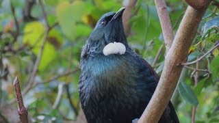 New zealand native tuis , wood pigeon (kereru) and waxeyes (tauhou) in
purakaunui near dunedin .