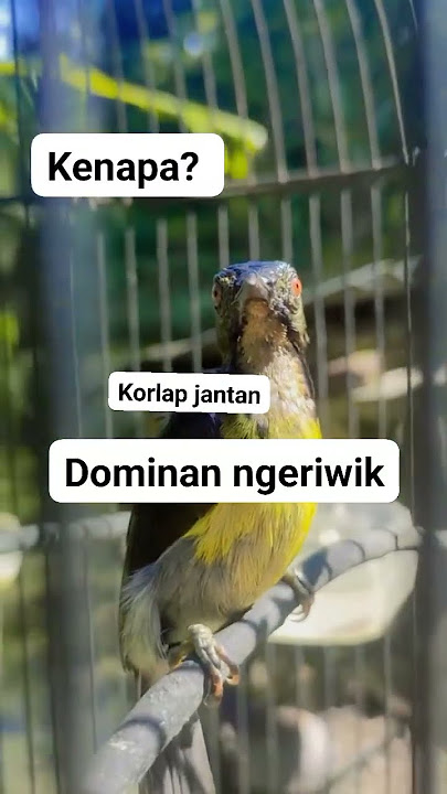 Korlap kolibri kelapa #korlap #manggar #kicaumania #mangkicauoffecial #bird #burungkicaudialamliar