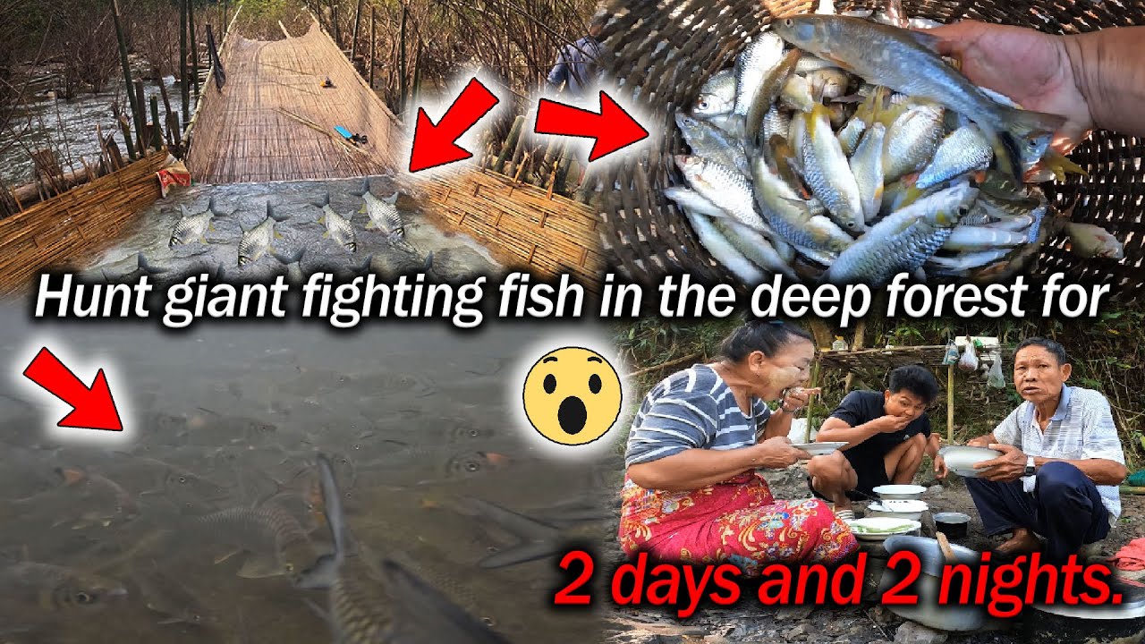 Hunt giant fighting fish in the deep forest with Koonta for 2 days and ...