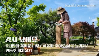 경사 났어요/ 6년만에 꽃피운 나무/ 삼동파 주아로 식구 늘리기/ 인동초 아치설치