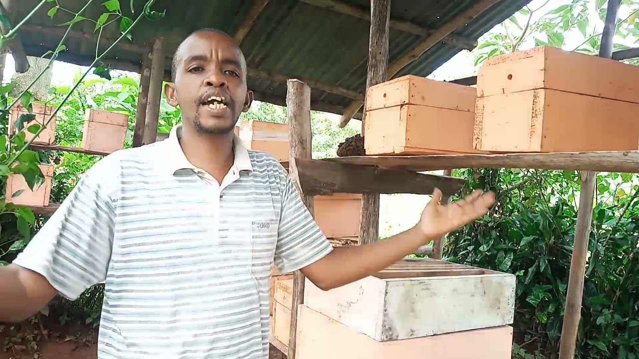 STINGLESS BEE FARMING :-MEET DAVID KOSGEI BEE FARMER.