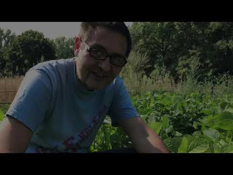 Welt-Ackertagebuch - Sonnenblume, Lernen auf dem Acker, Soja in der Blüte