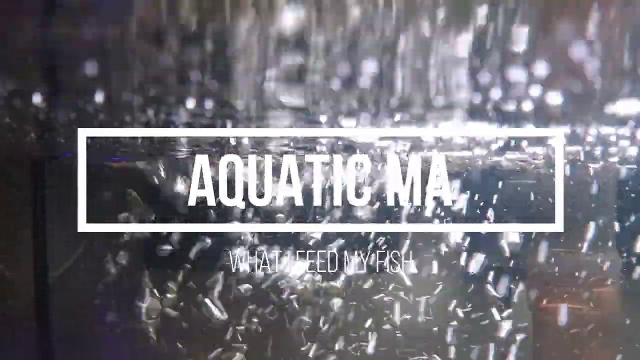 What I feed my fish PLUS feeding footage - YouTube