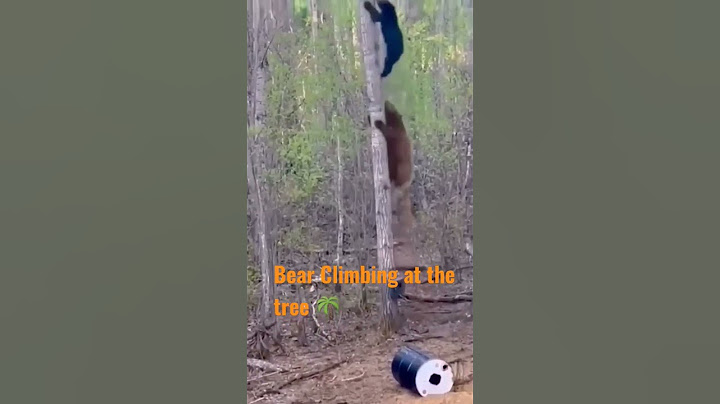 This is how two bear climb at the tree 🌴 forest | nature | Oddly Satisfying Video #Shorts