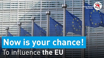 How to contribute to the revision of the EU Animal Welfare Legislation❗
