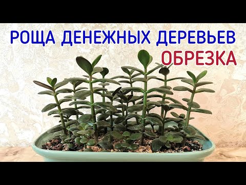 Роща денежных деревьев обрезка. Денежное дерево. Толстянка.