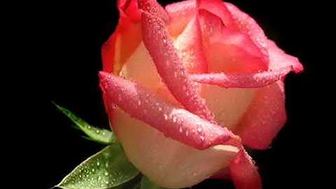 سورة العصر ترتيل الشيخ محمد البراك