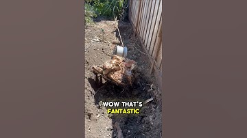 Genius way to remove stump #arborist #tree #diy #norcal #stump #landscaping #tips #tricks #asmr