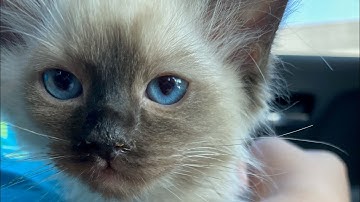 Ragdoll kitten plays fetch!