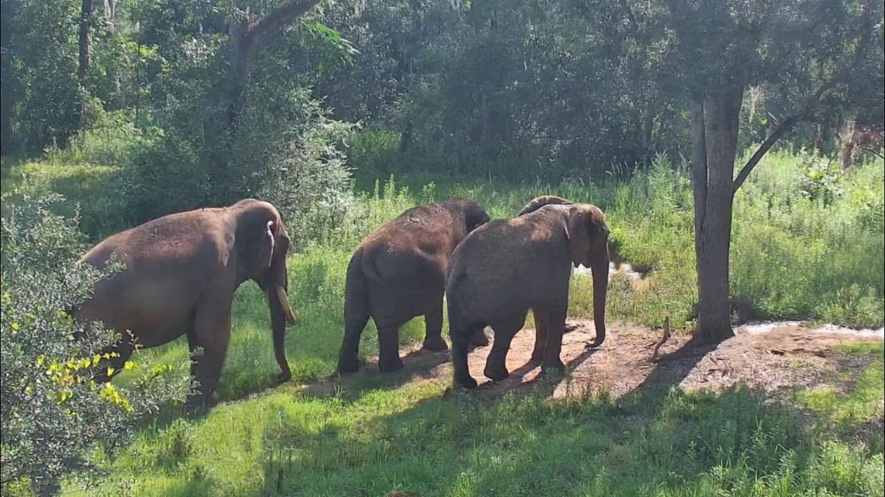 EleCam - Elephant Refuge North America