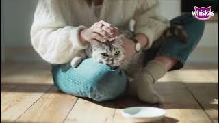 Download lagu Whiskas® Purr More