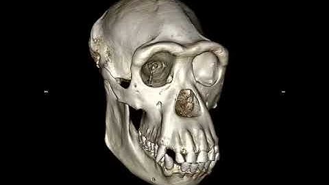 Chimpanzee skull - 3D reconstruction from a CT scan