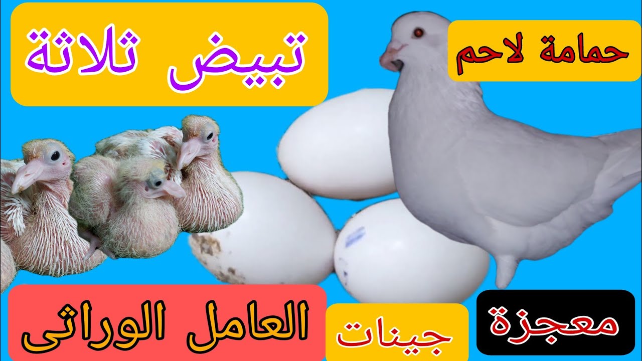 حمامه لاحم تبيض 3 بيضات وامها كانت بتبيض بصفارين مع الحمام اللاحم هاتشوف العجب