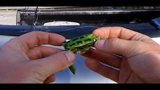 Hicks Lake, Will a tore up Lunker Frog catch fish?