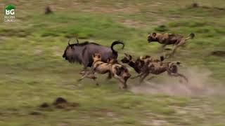 Yabani Köpeklerin Antilop Avı ! Resimi