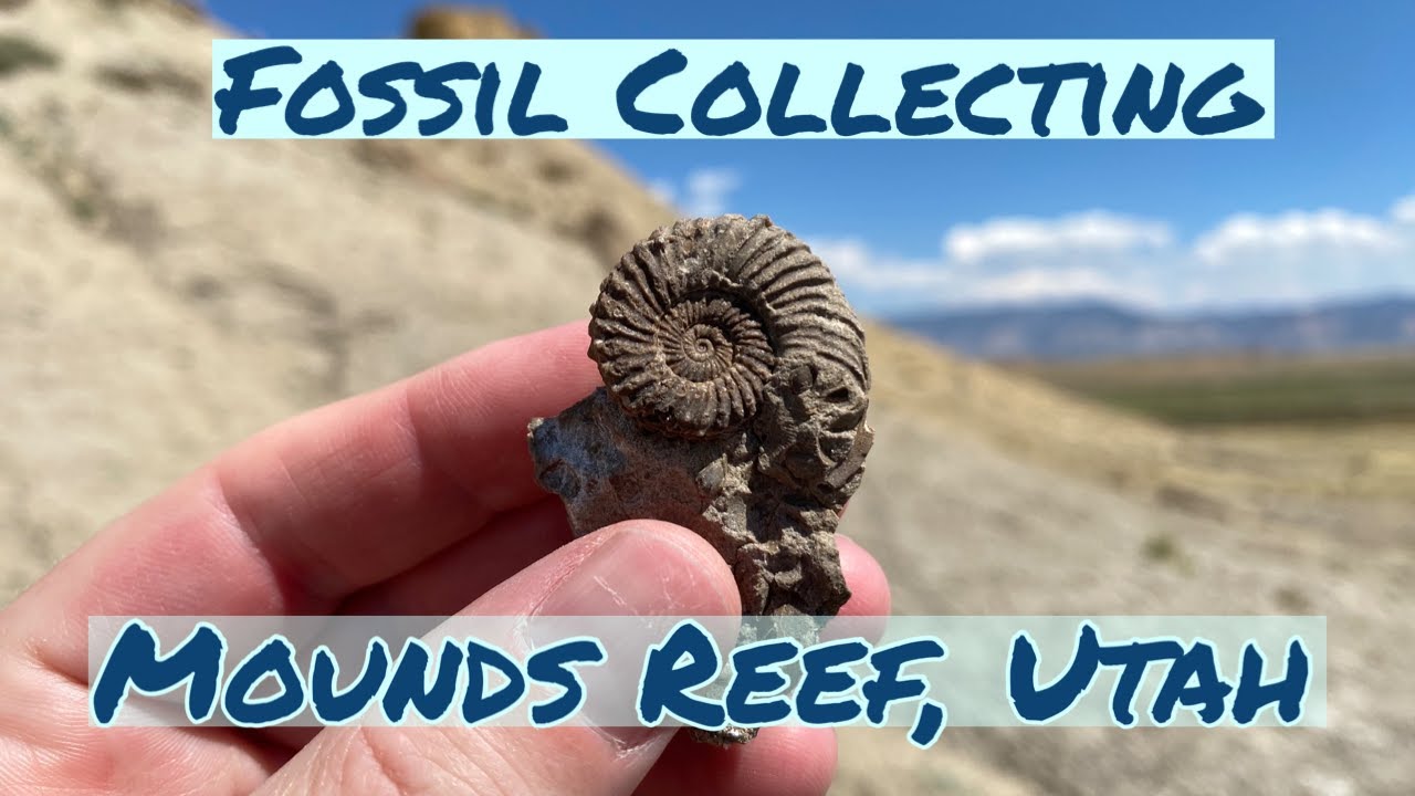 Collecting Fossils at Mounds Reef, Utah! YouTube