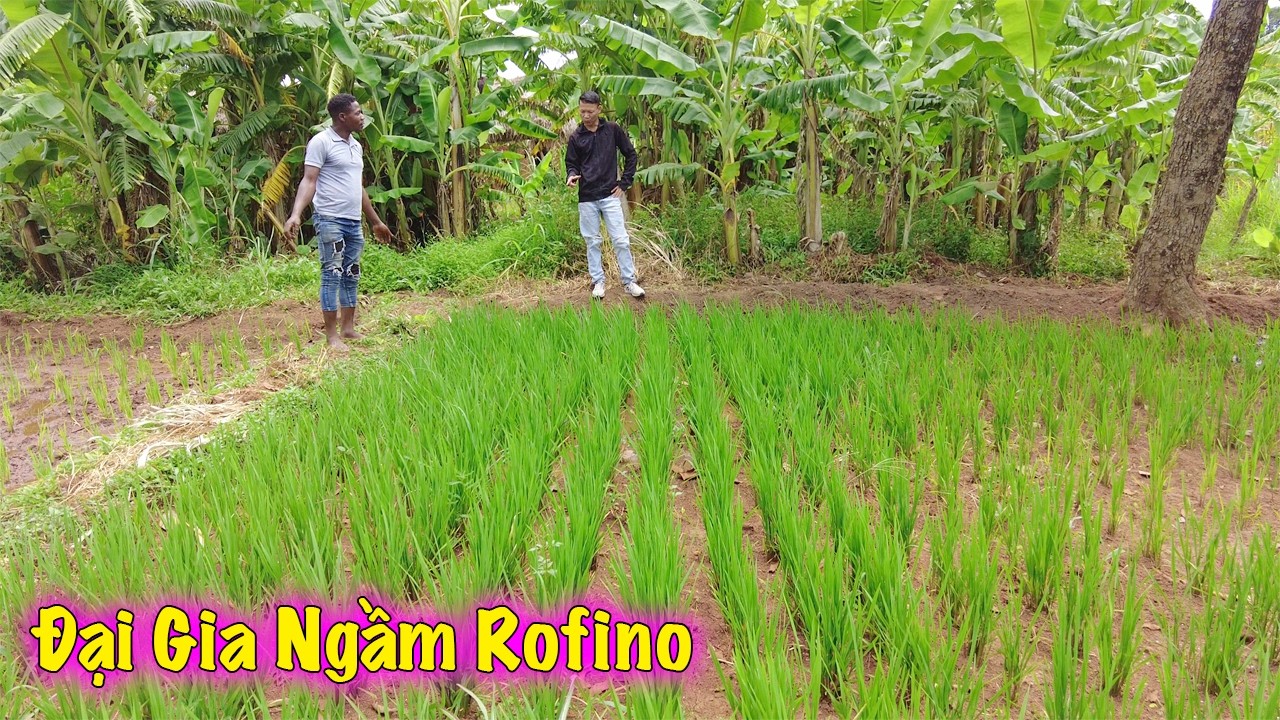 Với Gần 2 Tấn Đỗ Thu Hoạch Được Trong Năm Nay, Một Con Số Kỷ Lục Với Gia Đình Em Rofino