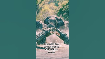 King Gajraaj Se Panga Nehi Leneka 😊 Crocodile ko Football bana diya #animalfight #forestanimal #yt