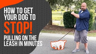 Leash Training- How to Stop Leash Pulling Immediately by Ty The Dog Guy 6,181 views 4 years ago 8 minutes, 32 seconds