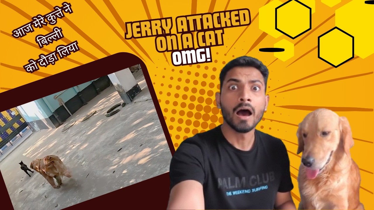 Jerry vs Outside Cat – What Happened Next || जेरी भगा कैट के पीछे|