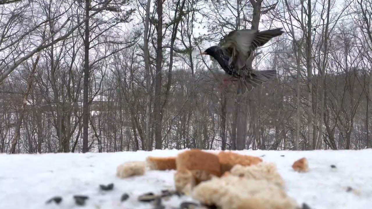 Peaceful Bird Cam Video