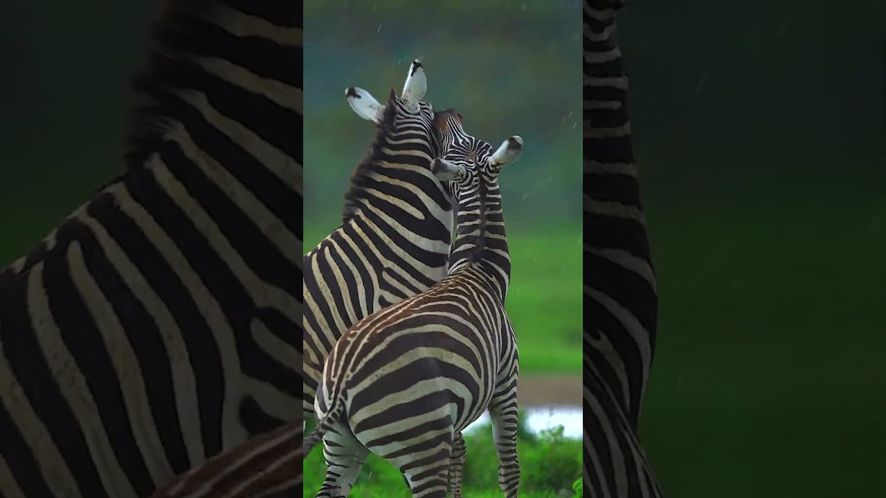 Rare video 🤍❤️ 