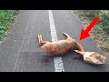 A Deer Was Found Dead On The Road, But Then, A Miracle Occurred.