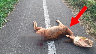 A Deer Was Found Dead On The Road, But Then, A Miracle Occurred.