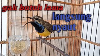Sogo gacor cocok buat pancingan sogo bahan masteran sogon