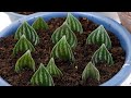 I Tried to Propagate Peperomia Argyreia or Watermelon Peperomia in Soil and Water from Leaf Cuttings