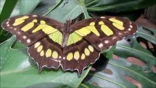 Bunte, Tropische Schmetterlinge- Ein Video Von Karin Und Wolfgang Schmökel
