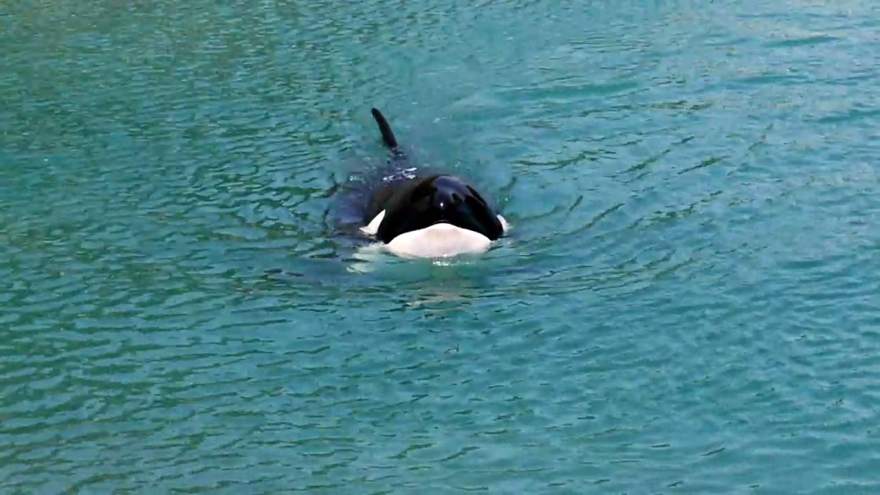 太地 シャチのナミちゃんのショー２ Orca Show In Taiji 2 Youtube