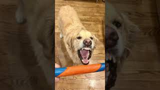 Chuckit! Dog Toy Fetch Stick https://amzn.to/3IoSrCr