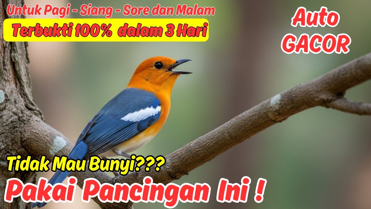 Suara Anis Merah Jantan yang Paling Digemari oleh Pecinta Burung