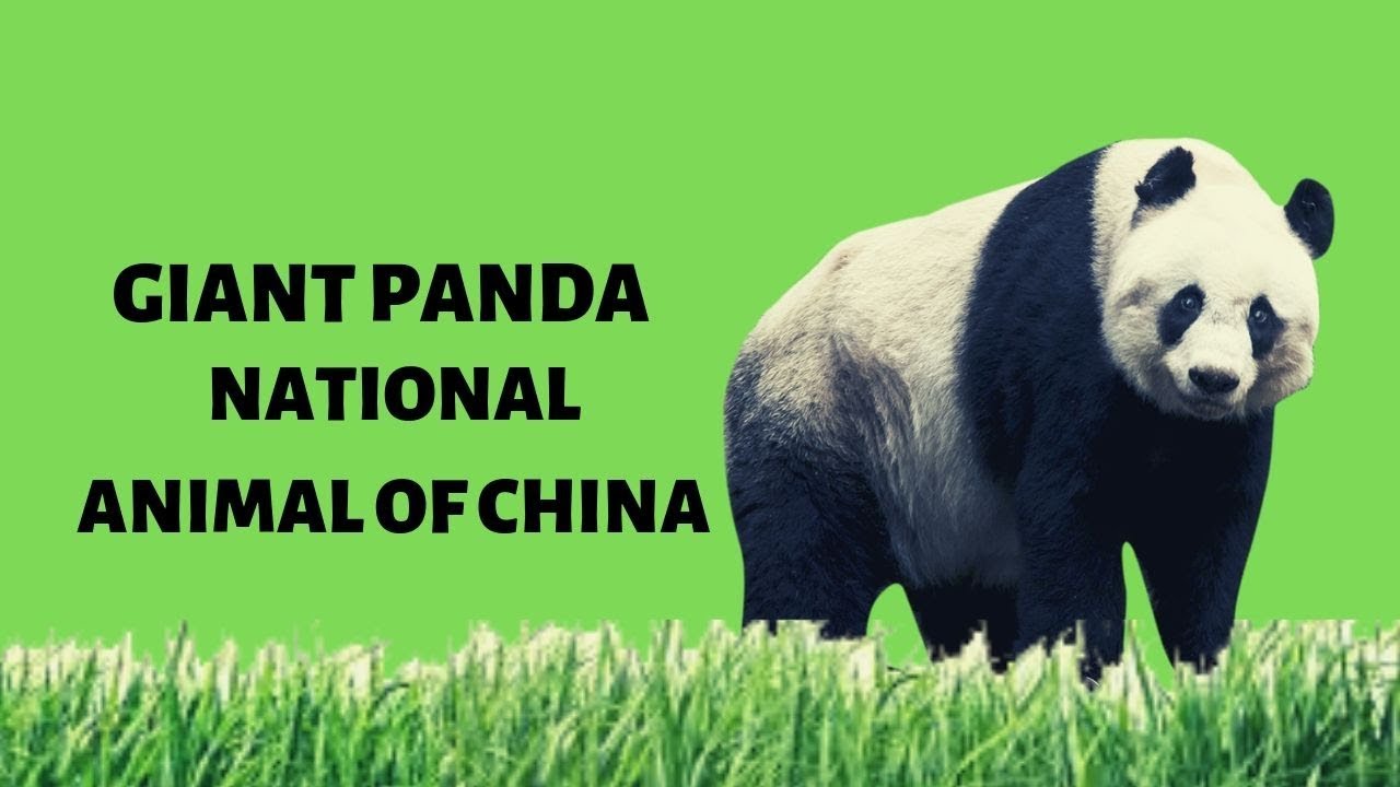 Giant Panda || National Animal of China || Jungle Safari - YouTube