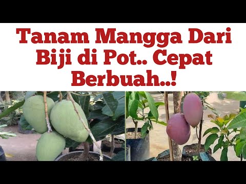 Video: Bagaimana cara menanam clematis? Beberapa Tips Bermanfaat