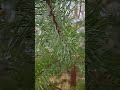 Капли дождя на сосновых иголках