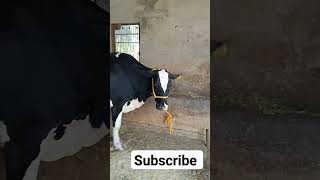 farm dairymilk youtube shorts virul milk cow sale