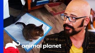 Baby angel lives with her owners and 7 other cats, pee problem is
turning the house into a litter box! jackson galaxy helps figure out
what causin...