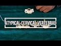 Atypical Cervical Vertebrae
