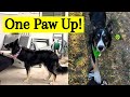 My Puppy Learns to Offer One Paw Up